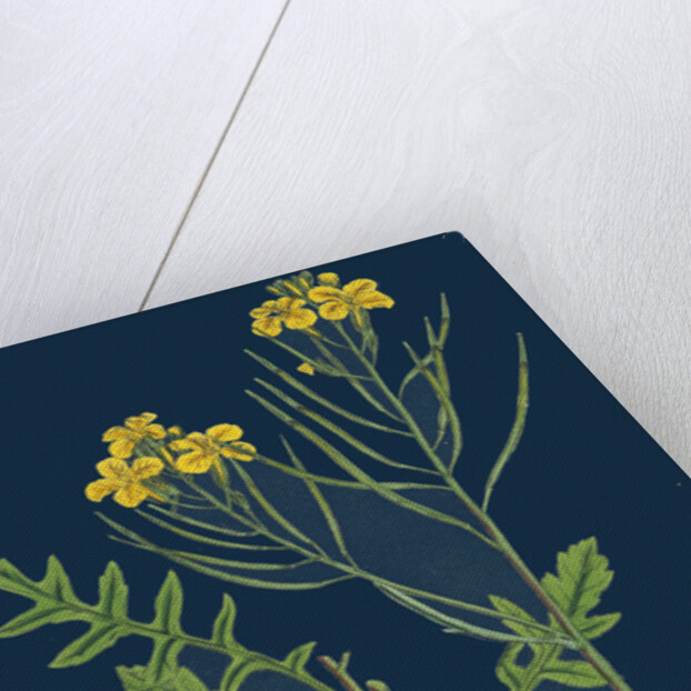 Brassica Cheiranthus; Tall Wallflower-Cabbage by Anonymous