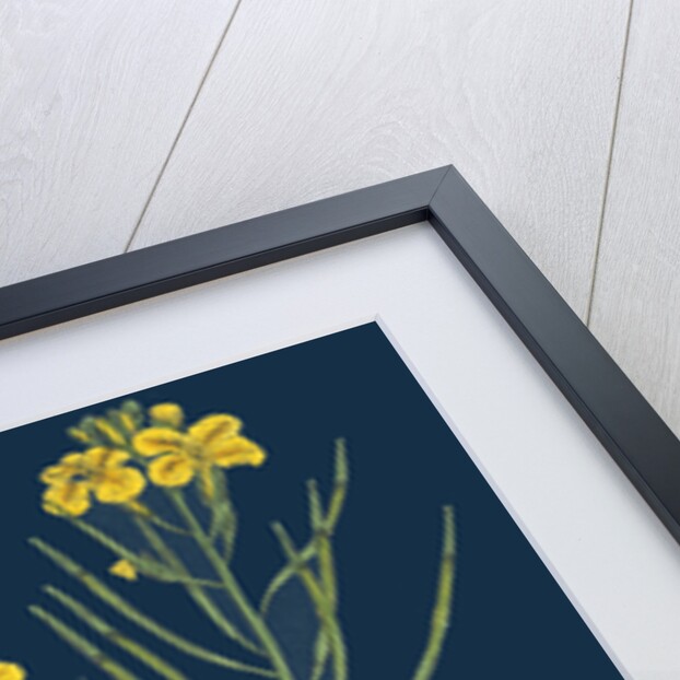 Brassica Cheiranthus; Tall Wallflower-Cabbage by Anonymous