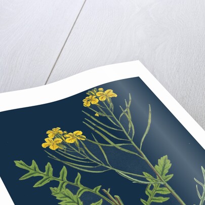 Brassica Cheiranthus; Tall Wallflower-Cabbage by Anonymous