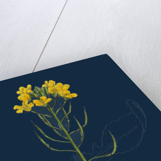 Brassica Rapa; Common Turnip by Anonymous