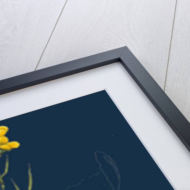 Brassica Rapa; Common Turnip by Anonymous