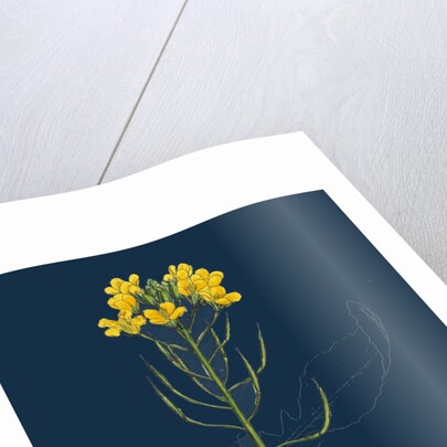 Brassica Rapa; Common Turnip by Anonymous