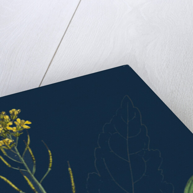 Brassica Napus; Rape by Anonymous