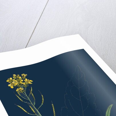 Brassica Napus; Rape by Anonymous