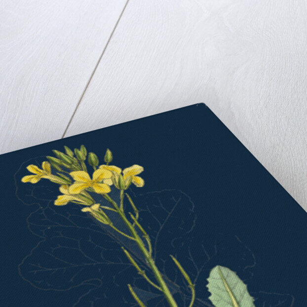 Brassica Oleracea; Sea Cabbage by Anonymous