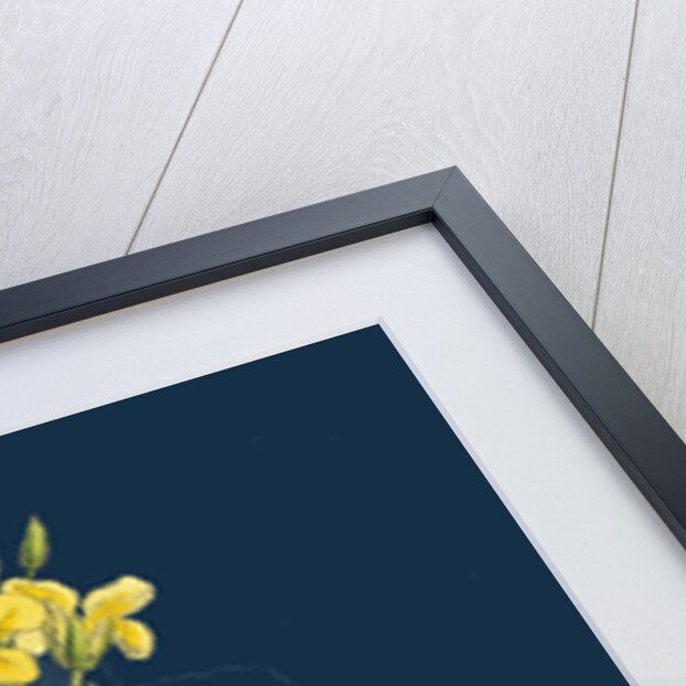 Brassica Oleracea; Sea Cabbage by Anonymous