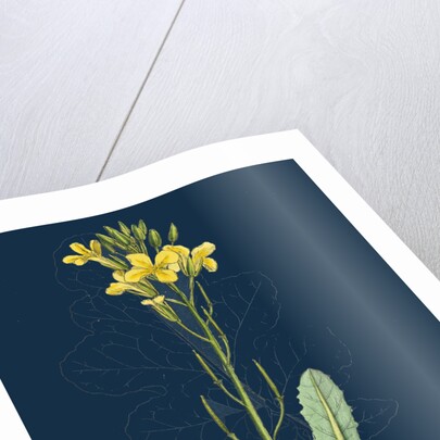 Brassica Oleracea; Sea Cabbage by Anonymous