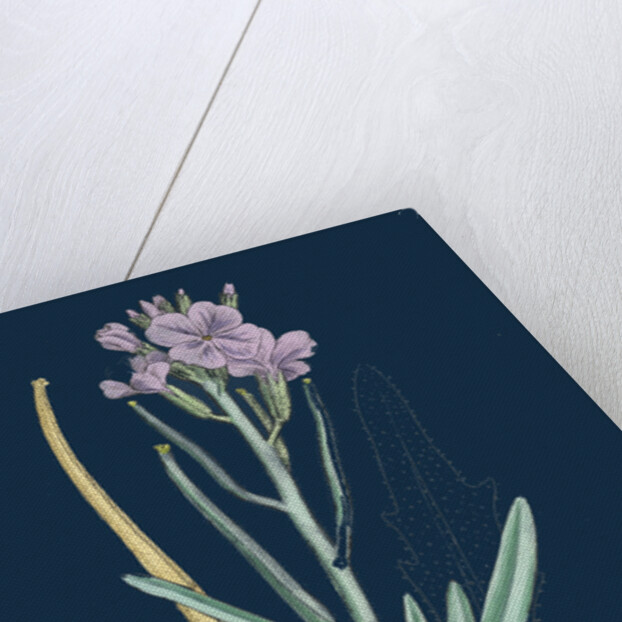 Matthiola Sinuata; Sea Stock by Anonymous