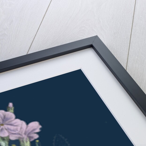 Matthiola Sinuata; Sea Stock by Anonymous