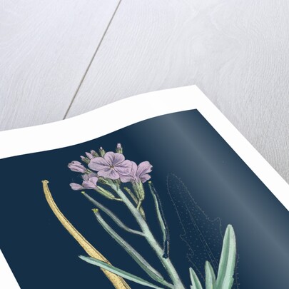 Matthiola Sinuata; Sea Stock by Anonymous