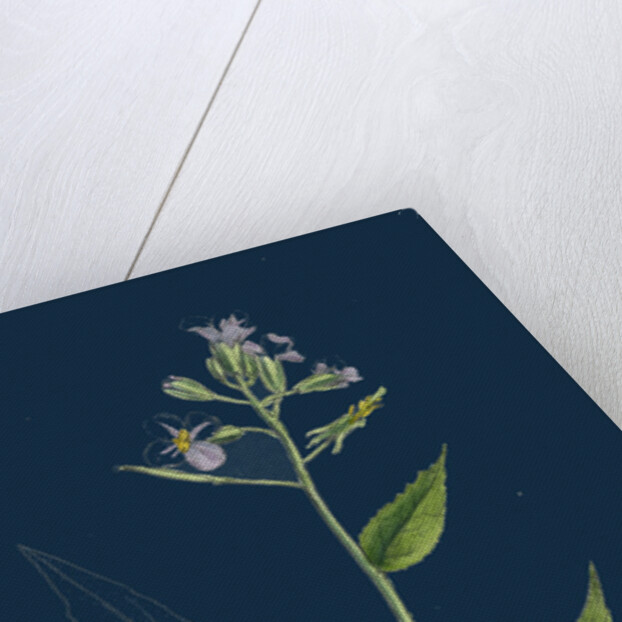 Hesperis Matronalis; Dame's Rocket by Anonymous