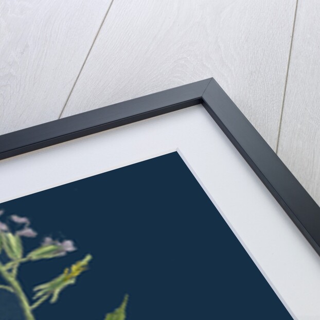 Hesperis Matronalis; Dame's Rocket by Anonymous