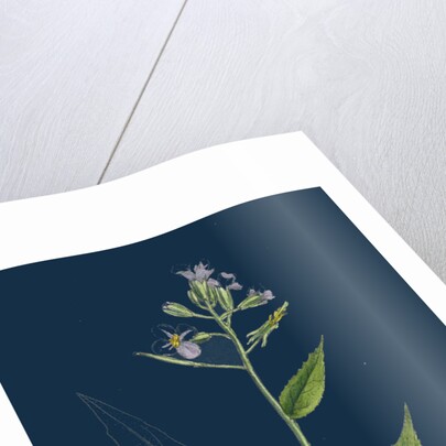 Hesperis Matronalis; Dame's Rocket by Anonymous