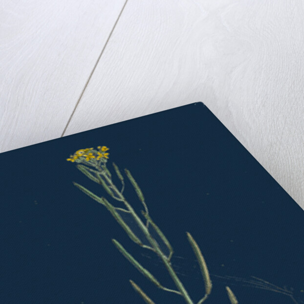 Erysimum Cheiranthoides; Treacle Hedge-Mustard by Anonymous