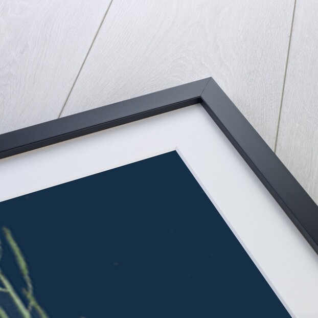 Erysimum Cheiranthoides; Treacle Hedge-Mustard by Anonymous