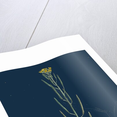 Erysimum Cheiranthoides; Treacle Hedge-Mustard by Anonymous