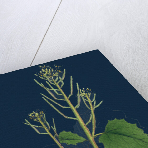 Sisymbrium Alliaria; Garlic Hedge-Mustard by Anonymous