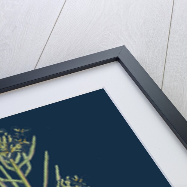 Sisymbrium Alliaria; Garlic Hedge-Mustard by Anonymous