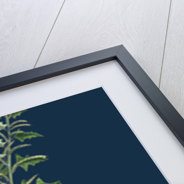 Sisymbrium Polyceratium; Prostate Hedge-Mustard by Anonymous