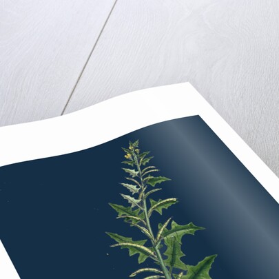 Sisymbrium Polyceratium; Prostate Hedge-Mustard by Anonymous