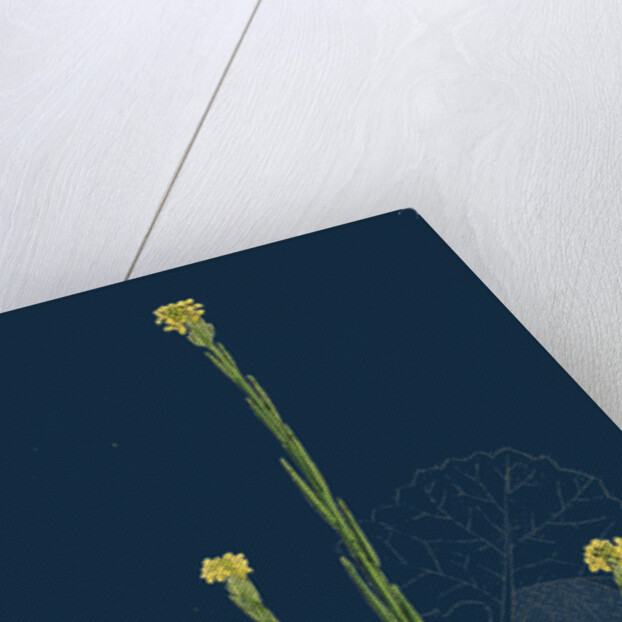 Sisymbrium Officinale; Common Hedge-Mustard by Anonymous