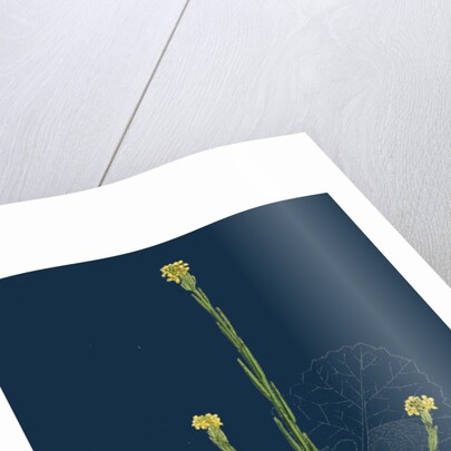 Sisymbrium Officinale; Common Hedge-Mustard by Anonymous