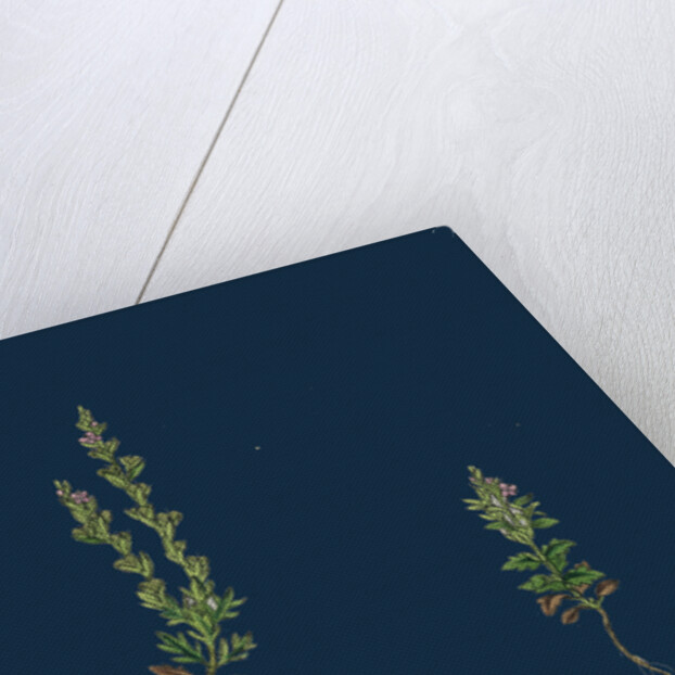 Veronica Verna; Vernal Speedwell by Anonymous