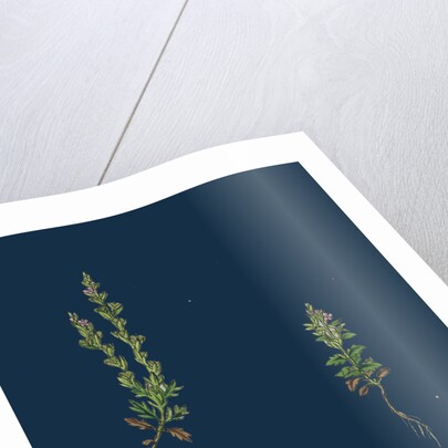 Veronica Verna; Vernal Speedwell by Anonymous