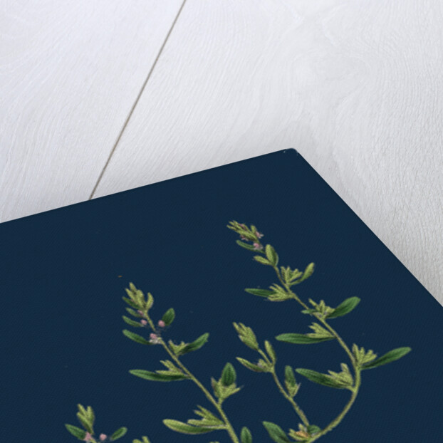 Veronica Peregrina; Annual Smooth Speedwell by Anonymous