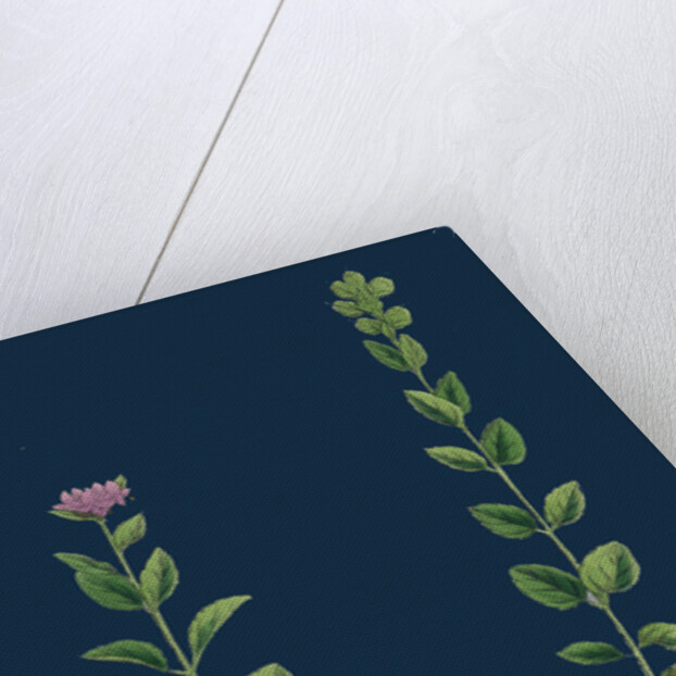 Veronica Alpina; Erect Alpine Speedwell by Anonymous