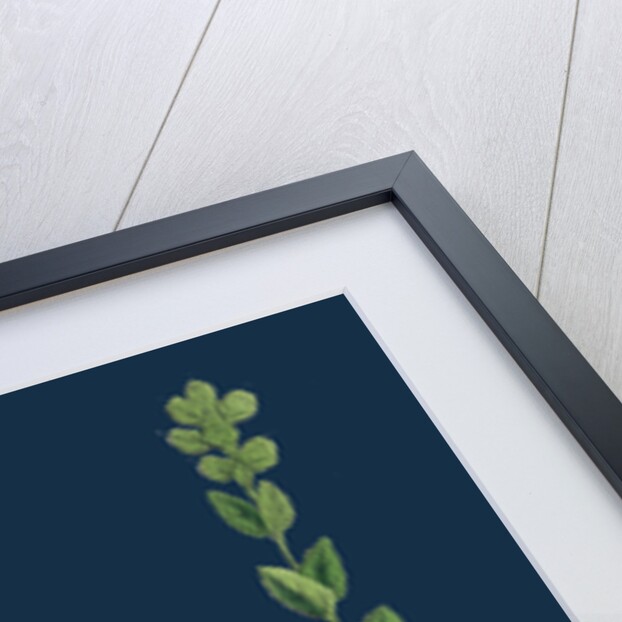 Veronica Alpina; Erect Alpine Speedwell by Anonymous