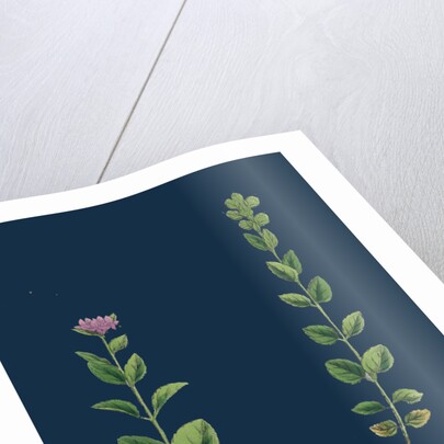 Veronica Alpina; Erect Alpine Speedwell by Anonymous