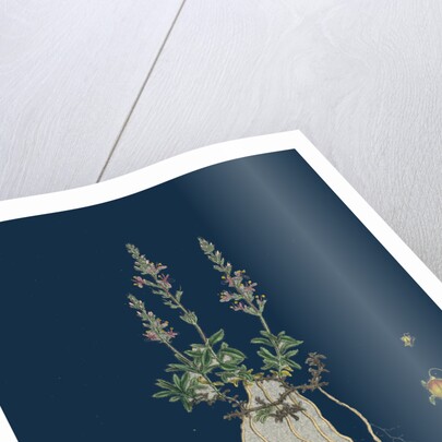 Veronica Officinalis, Var. Hirsuta; Common Speedwell, Var. B. by Anonymous