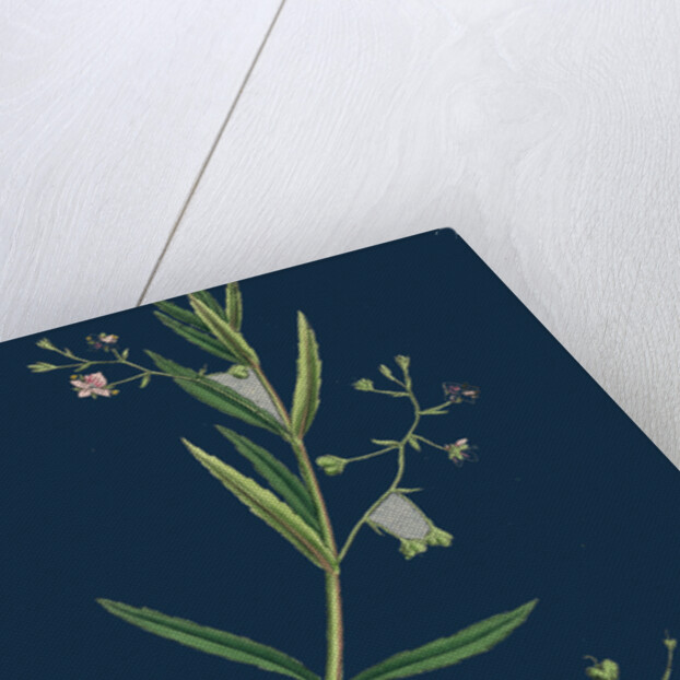 Veronica Scutellata; Marsh Speedwell by Anonymous