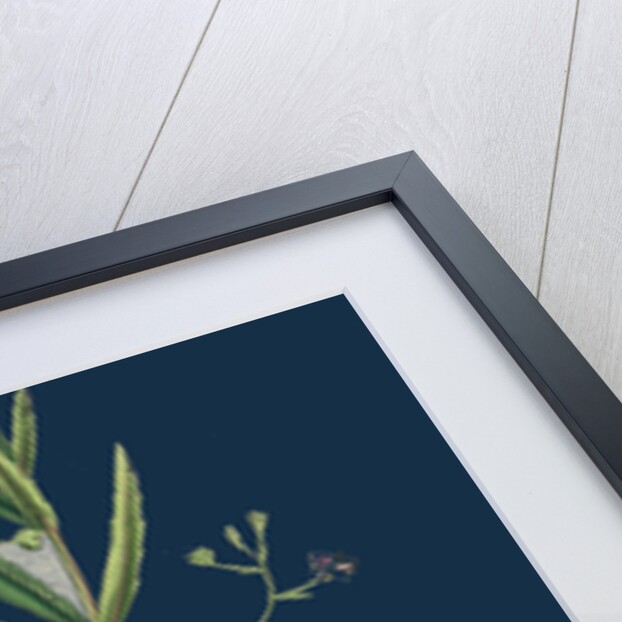 Veronica Scutellata; Marsh Speedwell by Anonymous