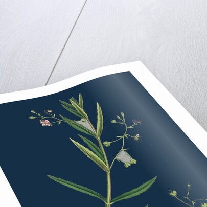 Veronica Scutellata; Marsh Speedwell by Anonymous