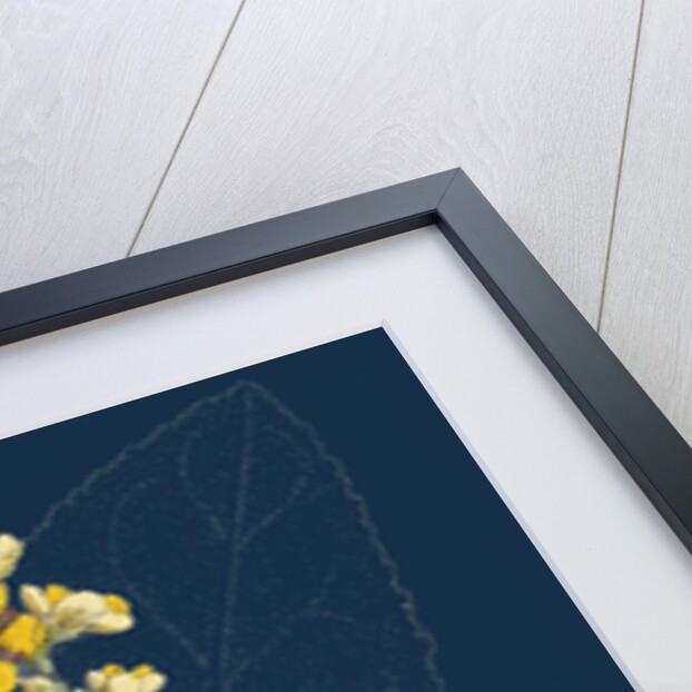 Verbascum Thapso-Nigrum; Hybrid Between Great and Dark Mulleins by Anonymous