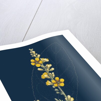 Verbascum Thapso-Nigrum; Hybrid Between Great and Dark Mulleins by Anonymous