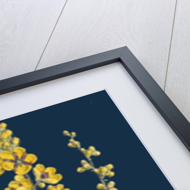 Verbascum Nigro-Lychnitis; Hybrid Between Dark and White Mulleins by Anonymous