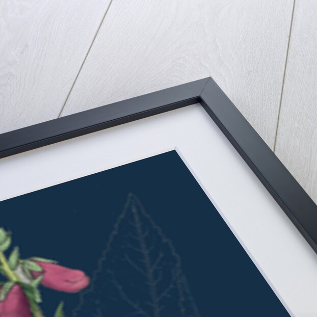 Digitalis Purpurea; Purple Foxglove by Anonymous