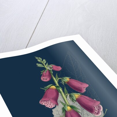 Digitalis Purpurea; Purple Foxglove by Anonymous
