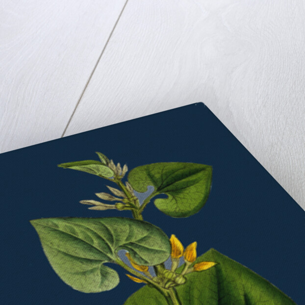 Aristolochia Clematitis; Common Birthwort by Anonymous