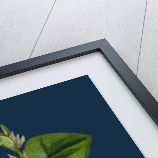 Aristolochia Clematitis; Common Birthwort by Anonymous