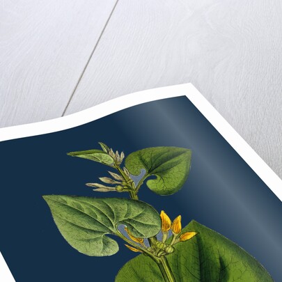 Aristolochia Clematitis; Common Birthwort by Anonymous