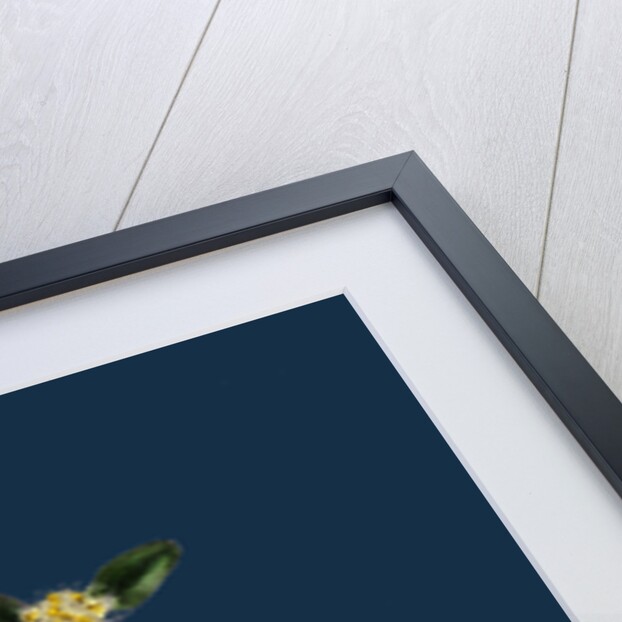 Buxus Sempervirens; Common Box by Anonymous