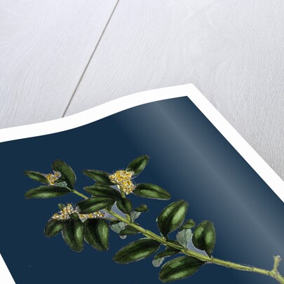 Buxus Sempervirens; Common Box by Anonymous