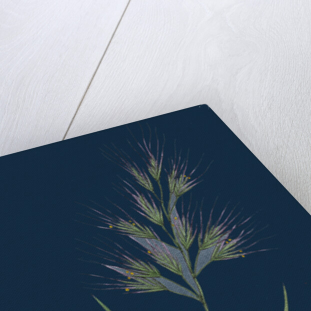 Bromus Madritensis; Upright Annual Brome-Grass by Anonymous