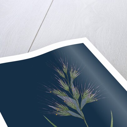 Bromus Madritensis; Upright Annual Brome-Grass by Anonymous