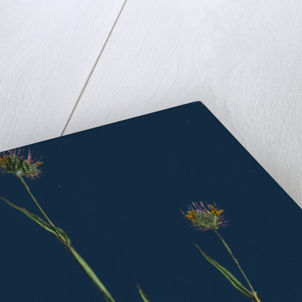 Cynosurus Echinatus; Rough Dog's-Tail-Grass by Anonymous