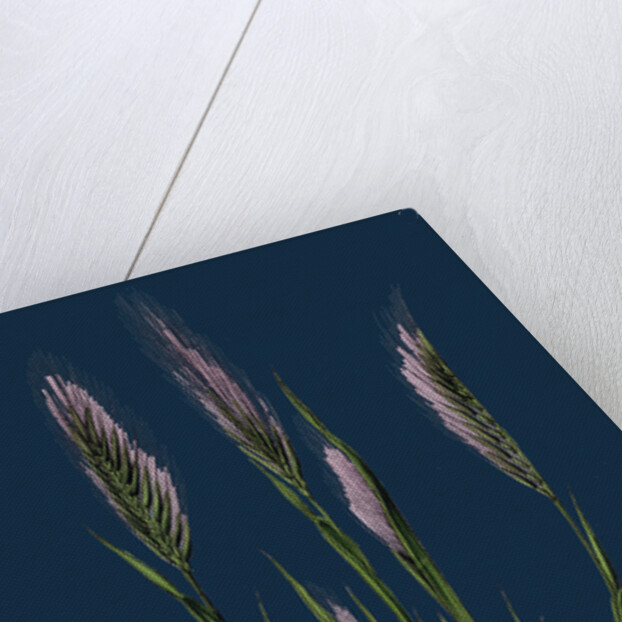 Festuca Uniglumis; Single-Glumed Fescue-Grass by Anonymous